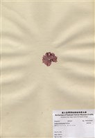 藏品(圓葉紫菜)的圖片